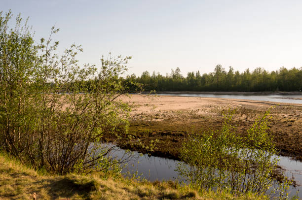 istock Sand beach of the river with green shrubs and trees 963101544