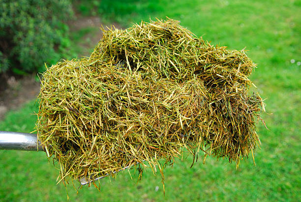 Cut grass compost starting to decay after about 2 weeks held agaisnt new grass.