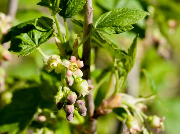 istock black currant flowers close - up, visible stamens and pistils 963102804