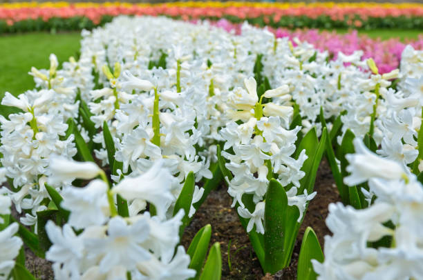 istock Beautiful spring tulips flowers in park in Netherlands (Holland) 963103600