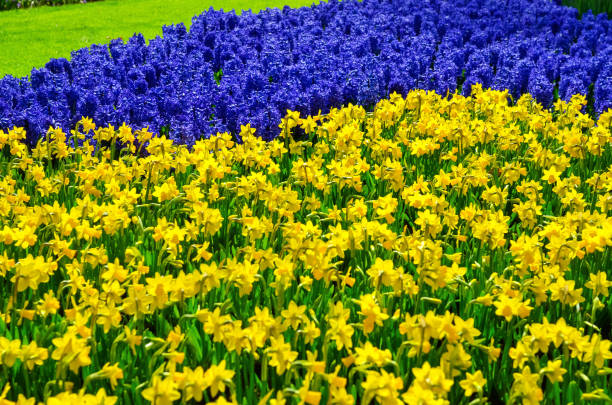 istock Beautiful spring tulips flowers in park in Netherlands (Holland) 963103608