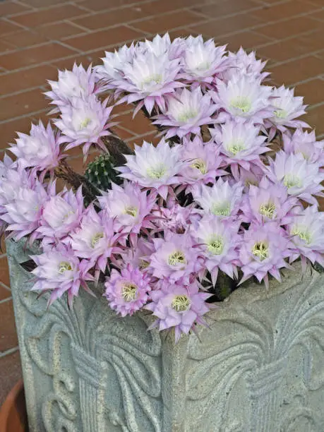 Photo of echinopsis eyriesii in blooming
