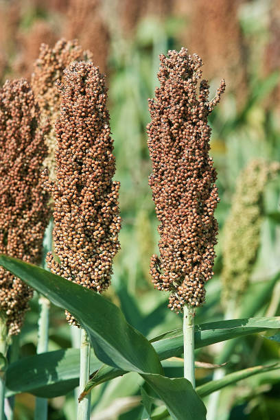 orecchie di sorgo - sorghum animals feeding outdoors close up foto e immagini stock