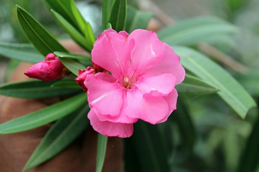 Close up view pink to red oleander or Nerium flower blossoming on tree. Oleander is one of the most poisonous commonly grown garden plants.