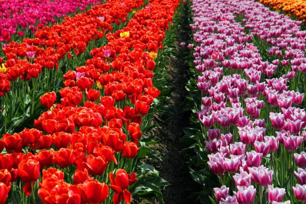 istock Bands of Flowers 963109074