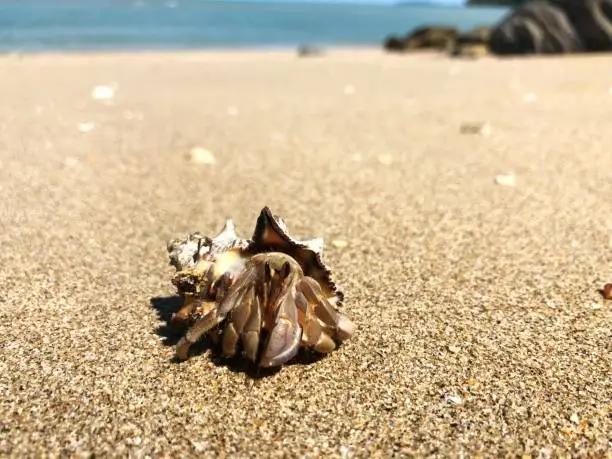 Hermit crab on the beach