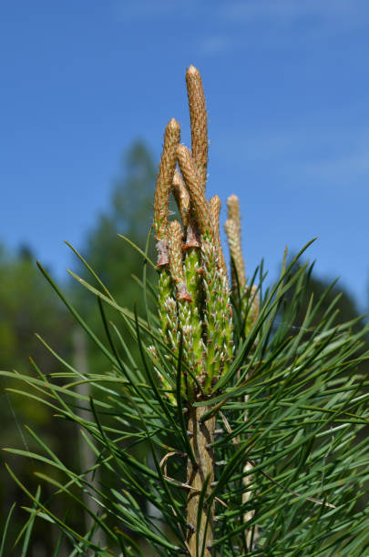 young shoots of pine