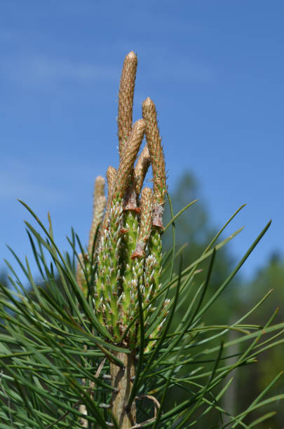 istock young shoots of pine 963110258