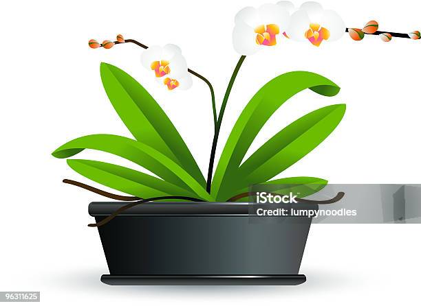 Schöne Orchidee Stock Vektor Art und mehr Bilder von Blatt - Pflanzenbestandteile - Blatt - Pflanzenbestandteile, Blumentopf, ClipArt