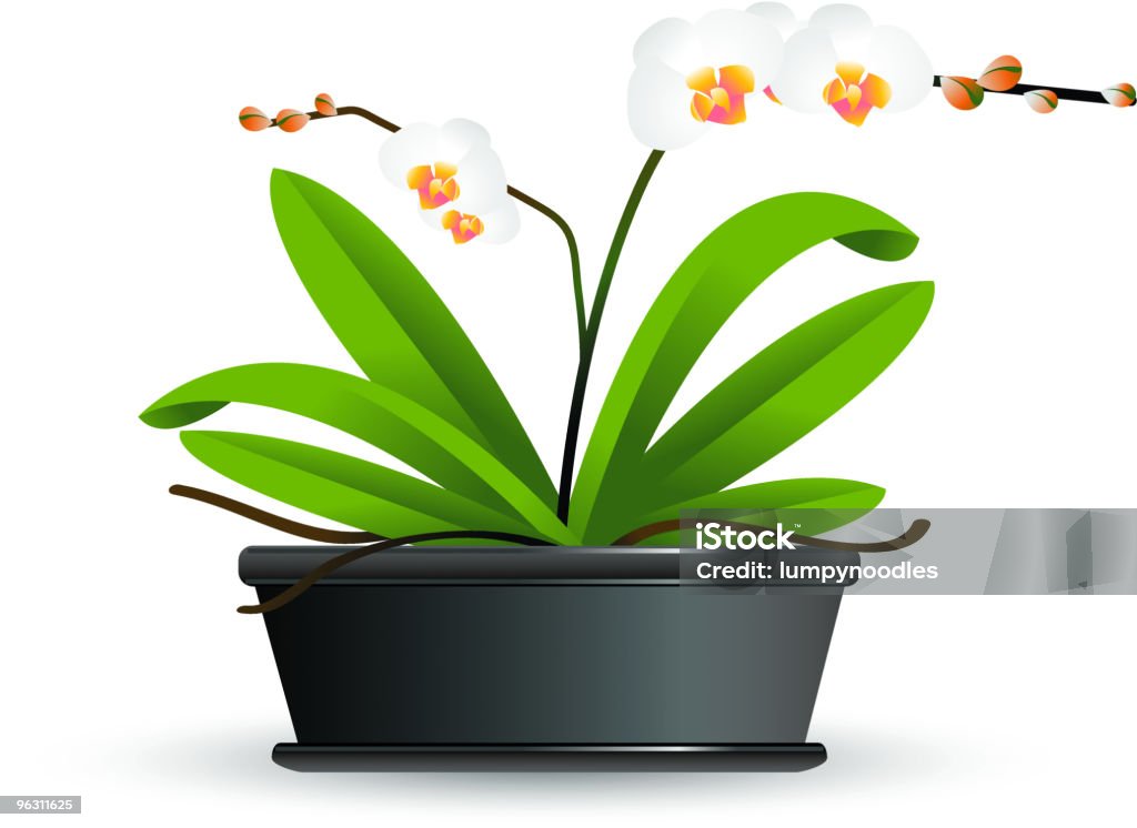 Incapsulato Orchidea - arte vettoriale royalty-free di Clip art