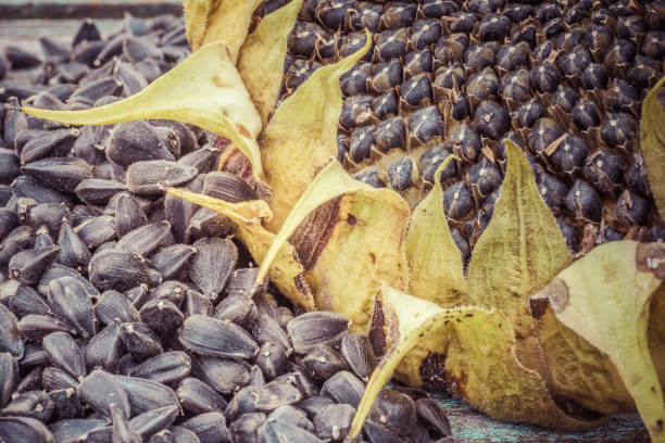 istock Harvested sunflower head and seeds on wooden rustic table 963117054
