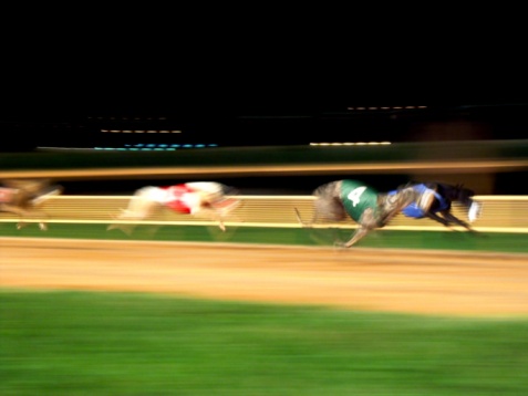 Motion image of racing dogs approaching finish line.