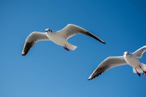 istock Pair of seagulls flying in the sky 963122184