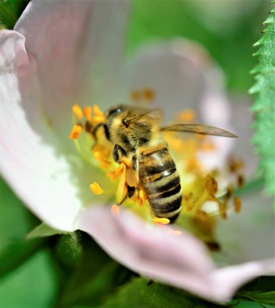 istock bee collecting pollen on a wild plant flower 963122520