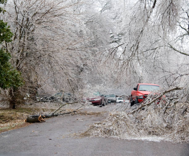 istock City Street Blocked by Down Trees 96312370