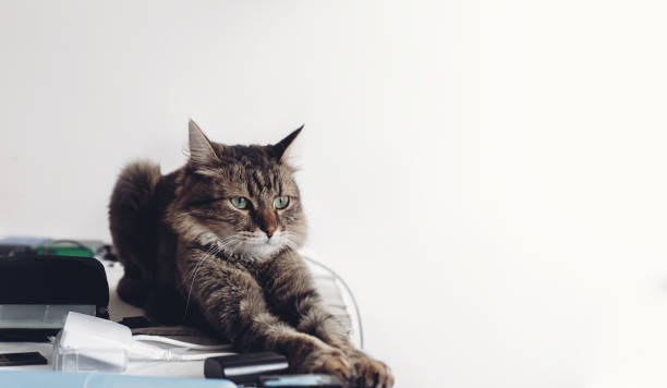 istock serious cat sitting on table with work items, funny moment. cat freelancer at home. space for text 963125782