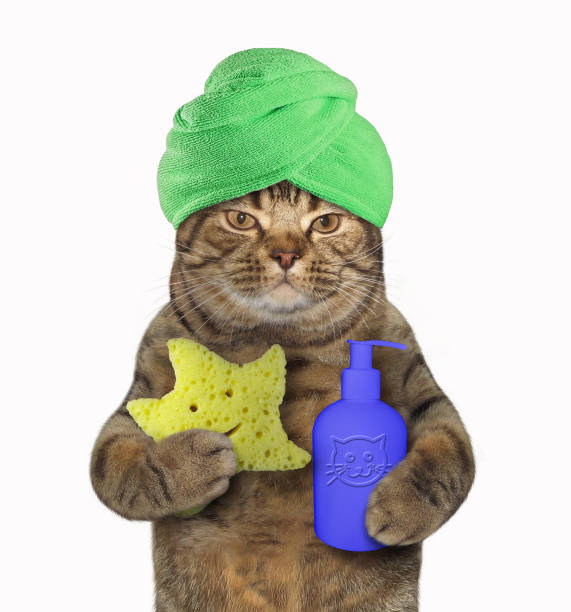 istock Cat in a green turban with shampoo and a sponge 963126156