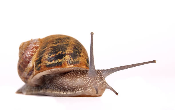 caracol europeo - remote shell snail isolated fotografías e imágenes de stock