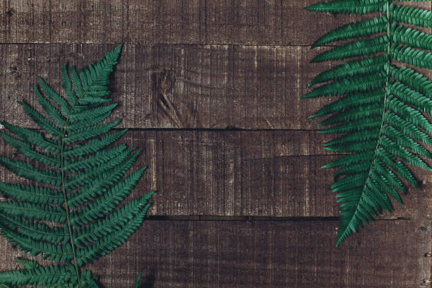 rustic forest natural background. green fern leaves on wooden backdrop. top view, space for text. flat lay. mock up. rustic wedding concept