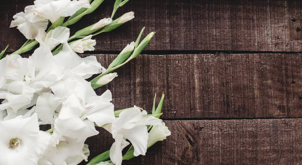 istock beautiful white gladioluses on rustic wooden background top view. stylish gladioli on rustic brown wood, space for text, holiday greeting card. floral flat lay, spring image 963127244
