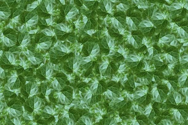 istock green Ivy Gourd leaves background 963130542