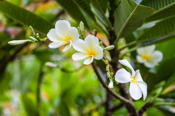 istock Close-up on frangipani flower 963130802