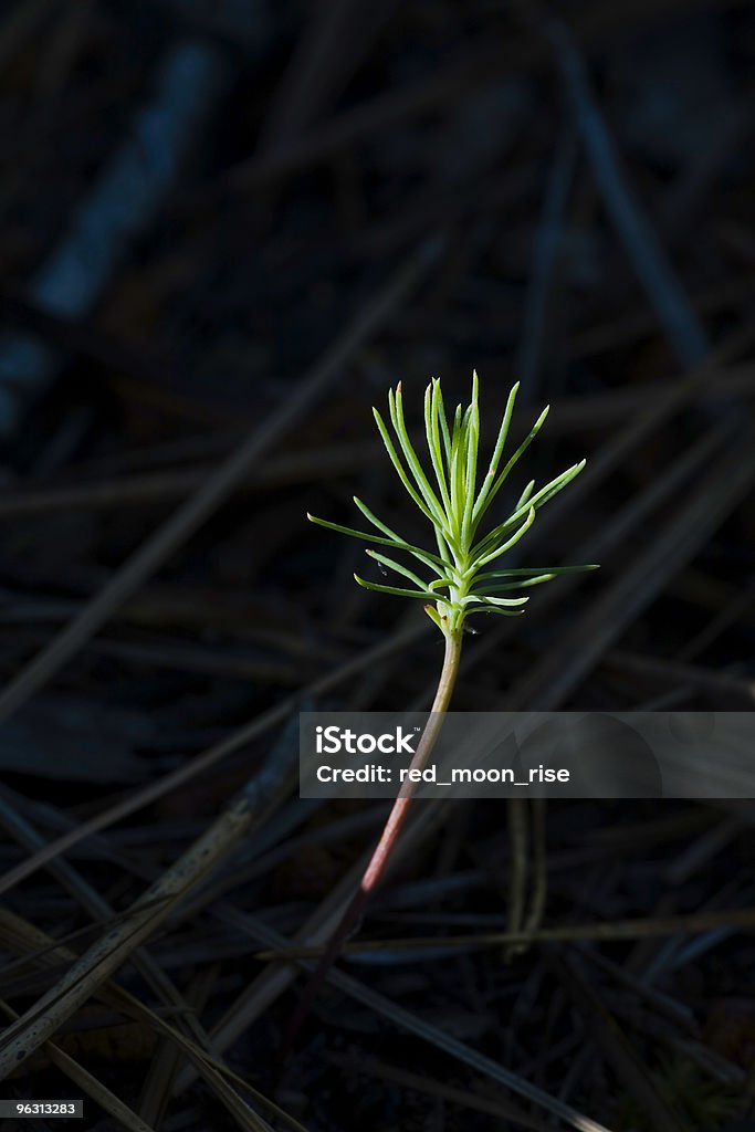 Out of The Dark - Lizenzfrei Auskeimen Stock-Foto