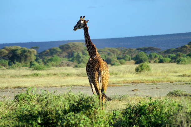 istock Africa, Zoology , Giraffe 963136192