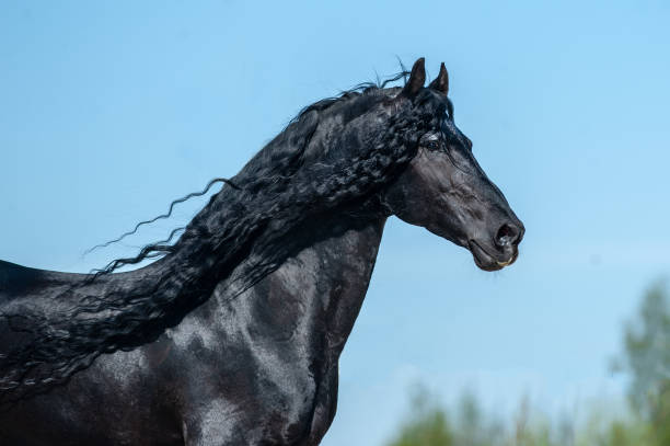 красивый фризский жеребец - horse black stallion friesian horse стоковые фото и изображения