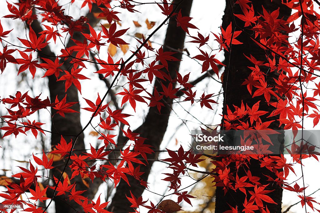 Maple - Lizenzfrei Blatt - Pflanzenbestandteile Stock-Foto