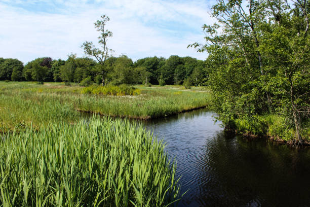 istock Naarden lake (Naardermeer) in the Netherlands 963142548