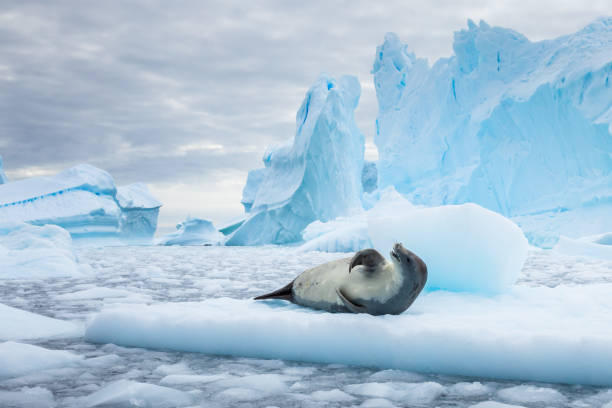 крабитер тюлень отдыхает на пакете льда между айсбергами, замерзающих море, антарктида - pack ice стоковые фото и изображения