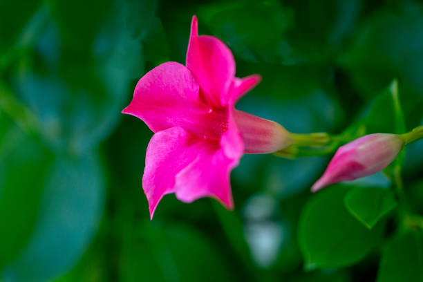 Mandevilla bright pink color. Royal liana macro.