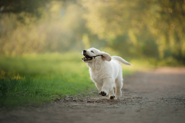 istock Golden Retriever puppy runs on grass and plays. 963146204