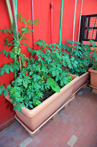 A terrace of a house in the city with pots for growing cherry tomatoes and other vegetables