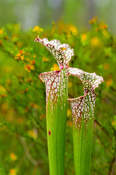 istock Side view of two White-top Pitcher plants with flowery defocused background 963149486