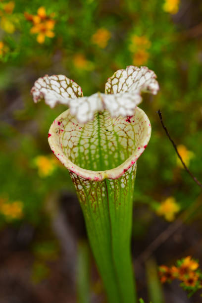 istock Looking into White-top Pitcher plant with opening facing camera and flowery background 963149676