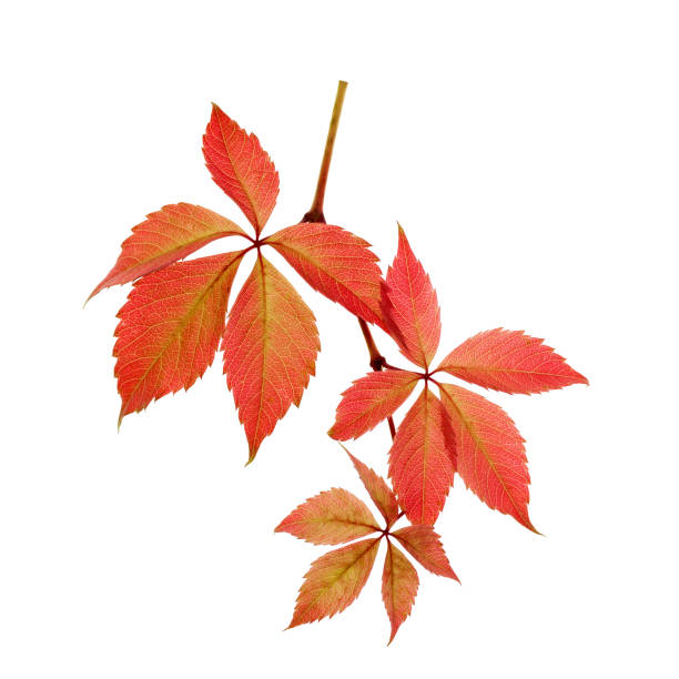 istock red leaves of wild grapes isolated 963150168