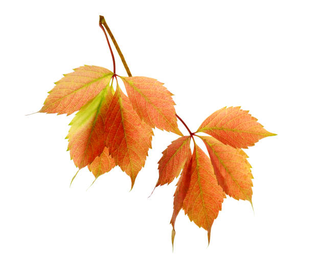istock red leaves of wild grapes isolated 963150240