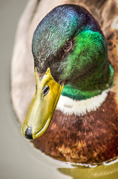 istock Male duck close-up 963150756