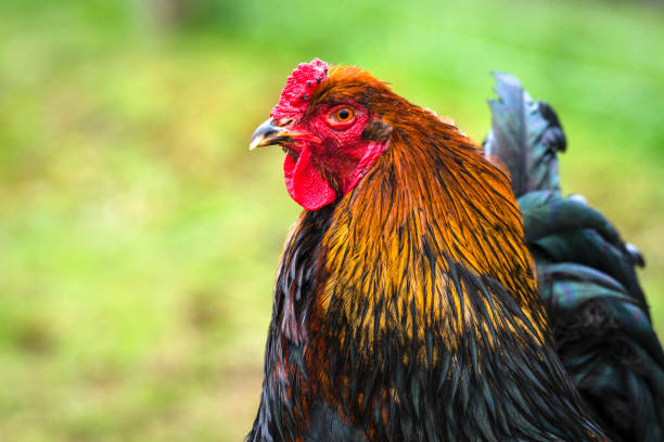 istock Rooster in beautiful colors on a green background 963151212