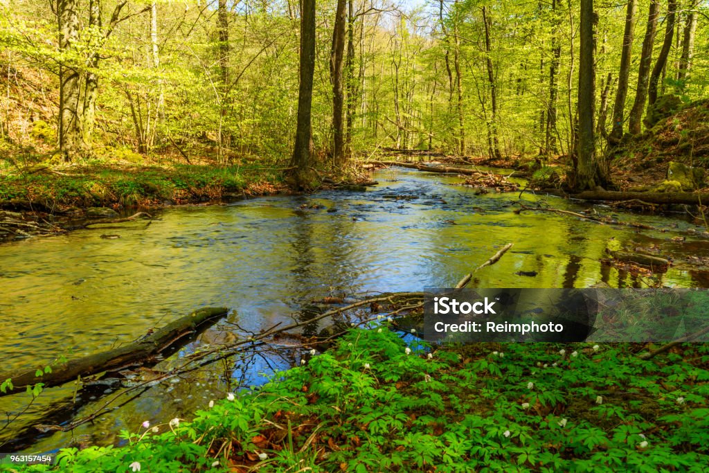 Small forest river Small and shallow stream through a beech forest in spring with flowers (Anemone nemorosa) on the ground and fresh green leaves on the trees. Soderasen national park in Sweden. Accidents and Disasters Stock Photo