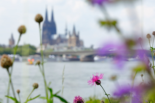 Blossoming pink flower heads - Cologne Cathedral in the background.