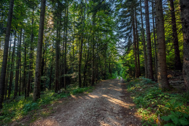 istock dirt road in summer pine forest 963164136