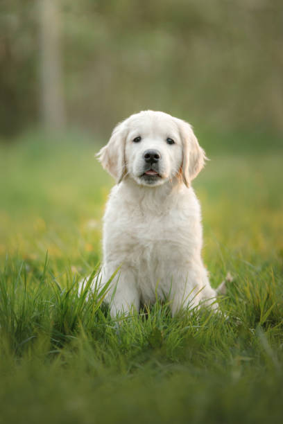 istock Golden Retriever puppy runs on grass and plays. 963166224