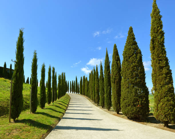 istock Road on hill with cypress trees in Tuscany 963167504