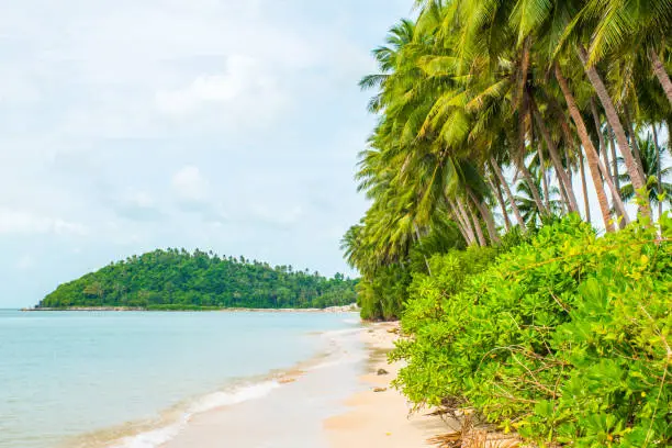 Photo of Tropical beach Lipa Noi with palms, Koh Samui Island, Thailand