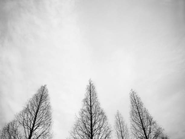 Old branches and the sky in black and white