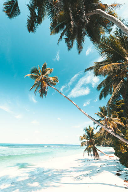 praia tropical em seychelles - seychelles sea lagoon tropical climate - fotografias e filmes do acervo