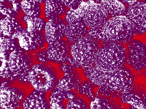 Purple Raspberry Background Purple Raspberries In A Full Frame Stock Photo - Download Image Now ...